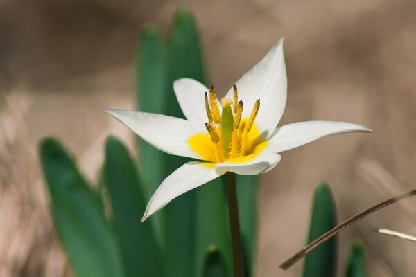 Frühlingsblume in der Natur. Flora