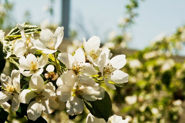 Fioritura primaverile degli alberi. Natura