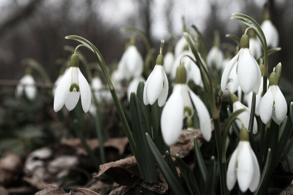 Weiße Schneeglöckchen im zeitigen Frühling