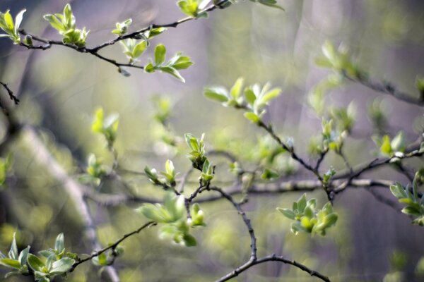 Primavera suave despertar del árbol