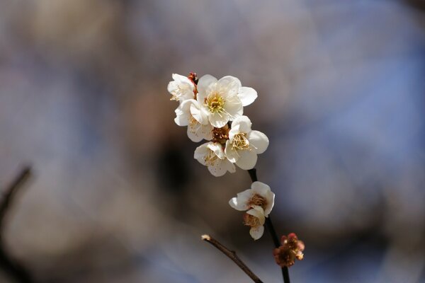 Fleurs de printemps de cerisier sur fond flou