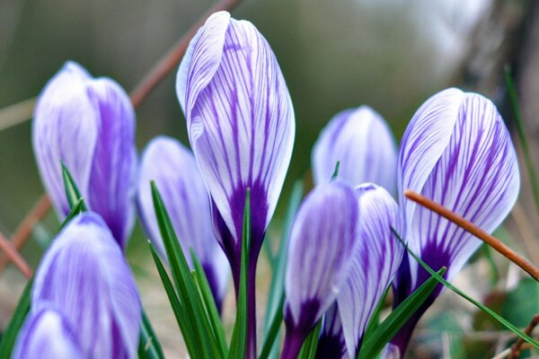 Purple flowers in nature. Spring