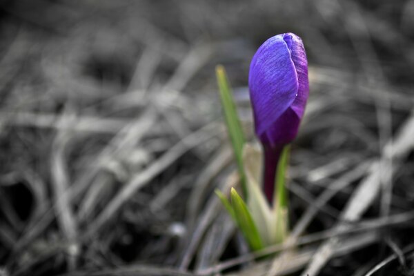 Purple spring flower with thin leaves