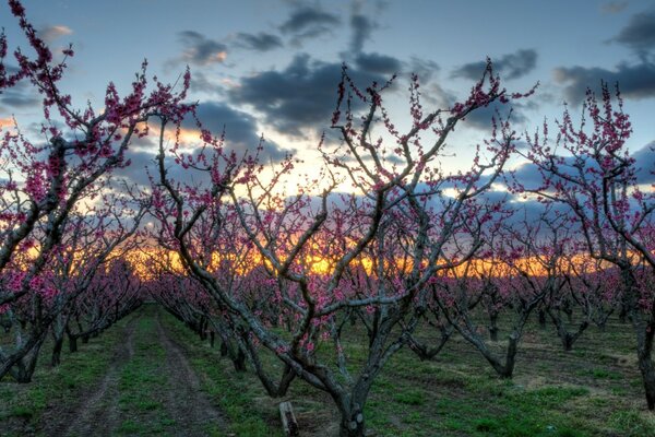 Frühlingsblühender Garten bei Sonnenuntergang