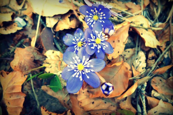 Schöne Herbstblumen im Wald