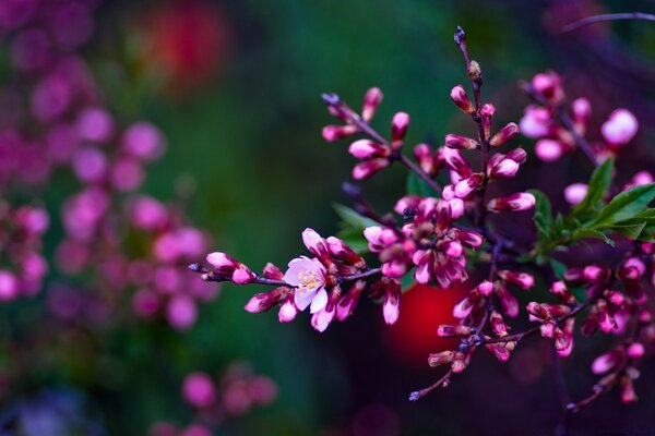 Image of a flowering tree branch