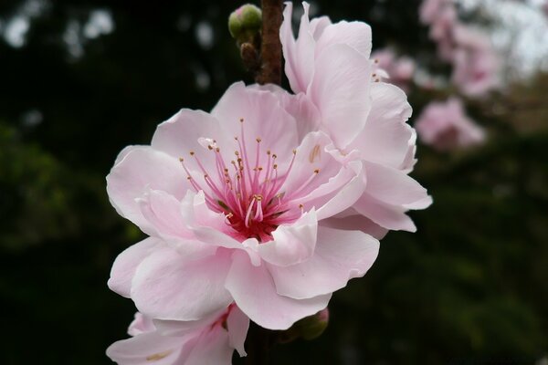 Flores de cerezo rosa cerca