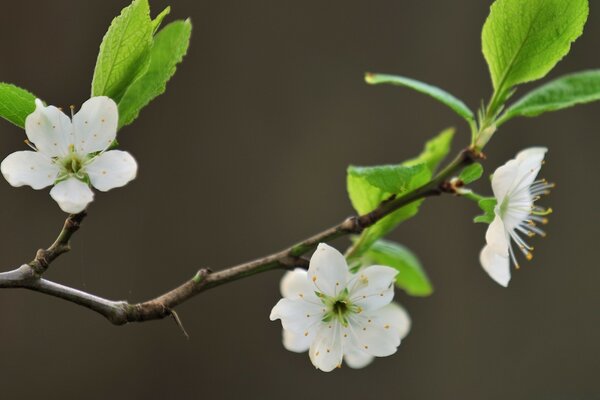 Tres flores de manzana en una ramita