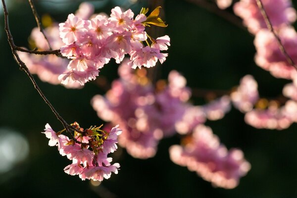 Fleurs roses sur fond noir