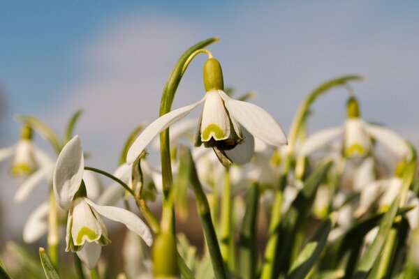 Schöne weiße Blumen in der Natur