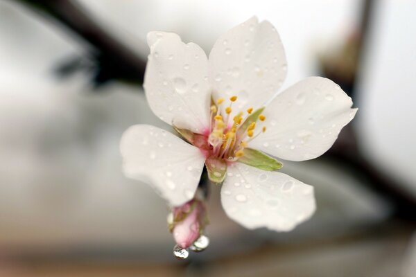 Fiore bianco su sfondo sfocato