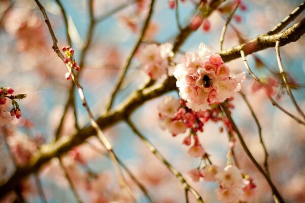 Kirschblüte auf einem Zweig auf Himmelshintergrund