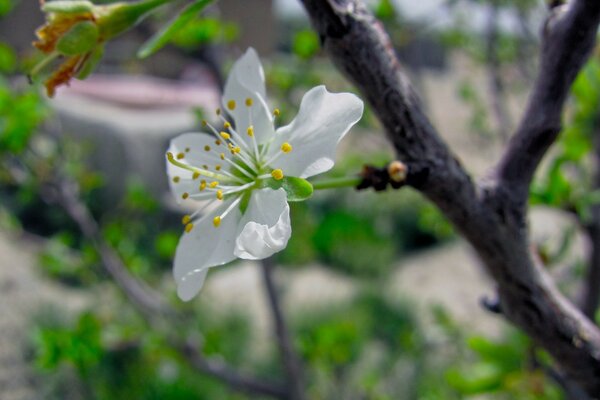 Die Blüte des Obstbaums im Frühling