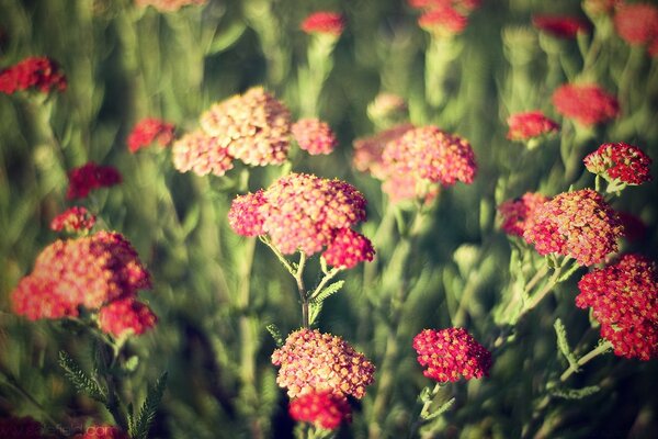 Frühlingsnatur, Gartenblumen