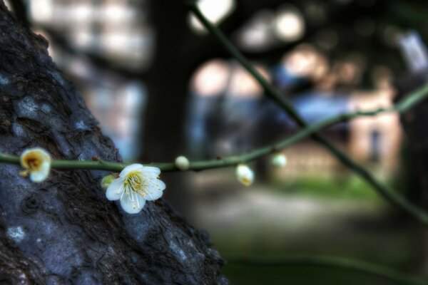 Jardin de printemps sur fond flou