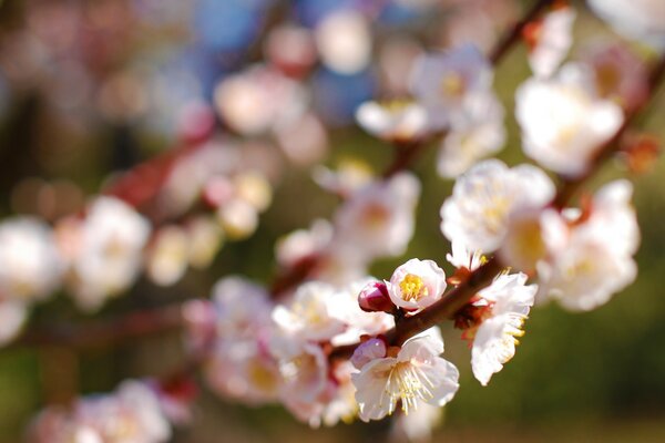 Árboles florecientes en primavera. Flores en una rama