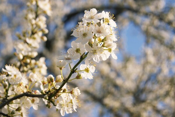 Primavera árvore flor de cerejeira