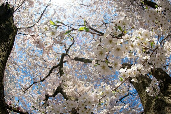 Spring Cherry Tree Flowers