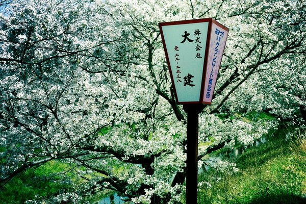 Alberi primaverili, stagione dei fiori