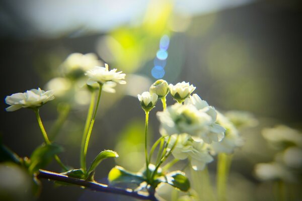 Piccoli fiori bianchi in primavera