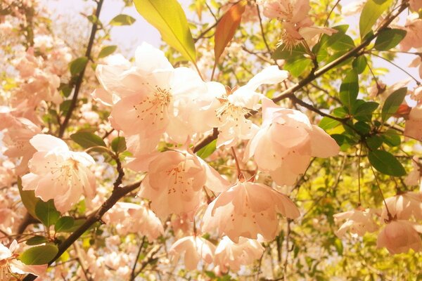 Rosa claro flores quase brancas muitas pétalas em galhos finos com pequenas folhas verdes