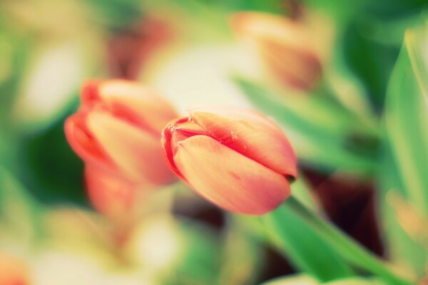 Spring pink tulips on a blurry background