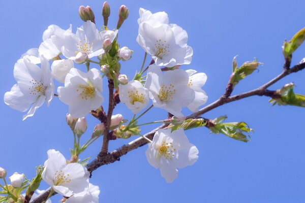 Natura ramo in fiore di melo