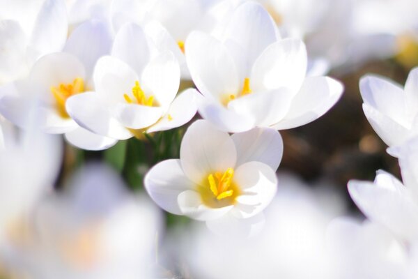 Flores de primavera campanillas de invierno de color blanco suave