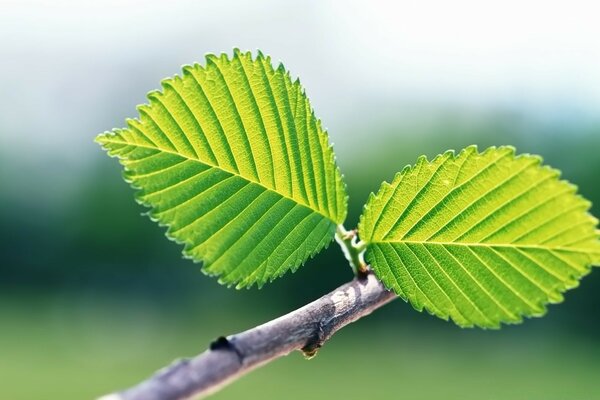 Two green leaves on a branch