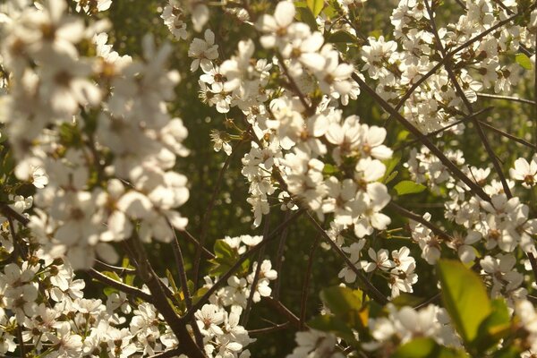 Kirschgarten im Frühling duftend