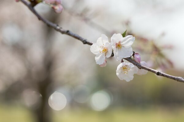 Brin de fleurs de cerisier dans la nature