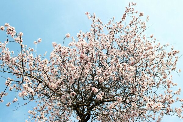 Kwitnące drzewo wiśni. Drzewo różane na tle nieba