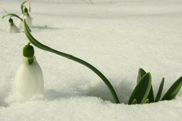 A flower in the snow. Snowdrops bloomed out of the snow