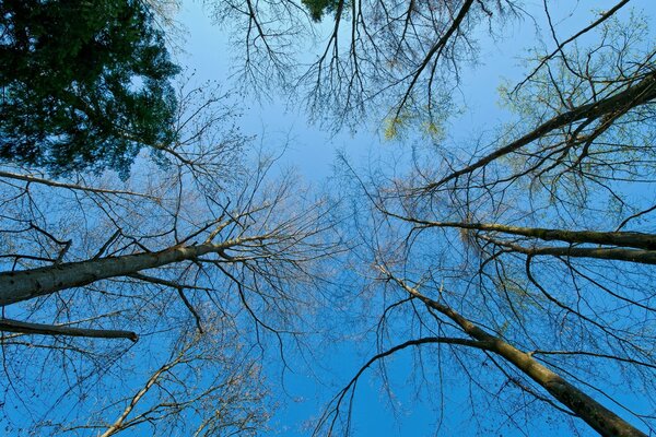 El bosque de primavera comienza a despertar