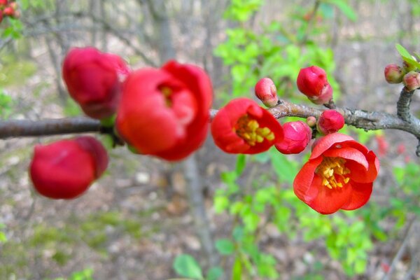 Arbre de jardin de printemps en fleurs