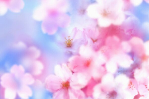 Blumen sind helle Farben von Apfelblüten