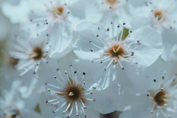 White petals with a fluffy core