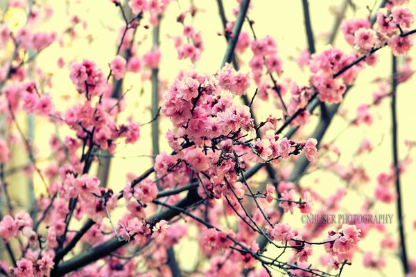 Very beautiful cherry blossom