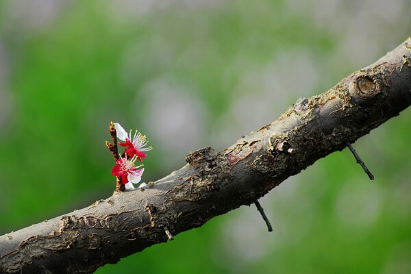 Flor germinada em um galho de árvore