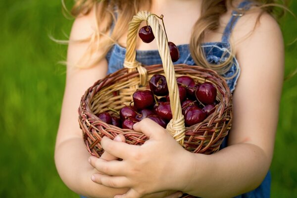 Niña con una cesta de cerezas sobre un fondo de hierba verde