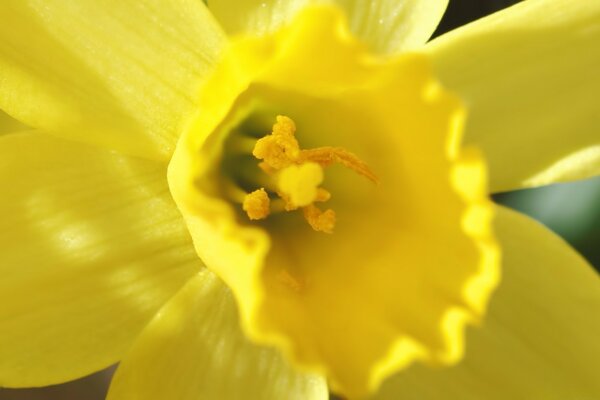 Bright yellow narcissus close-up