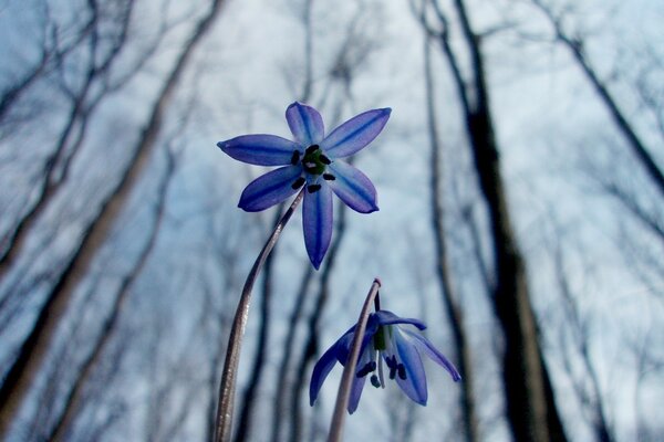 Blaue Blume am frostigen Morgen