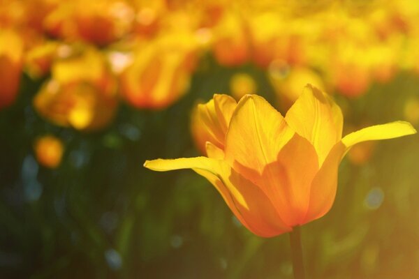 Gros plan de fleur d été orange