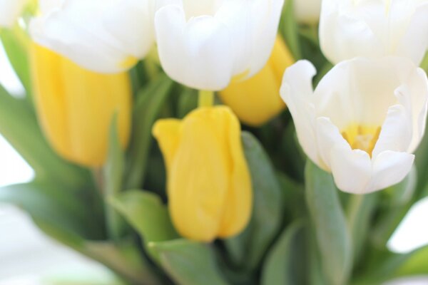 White and yellow tulips in a bouquet