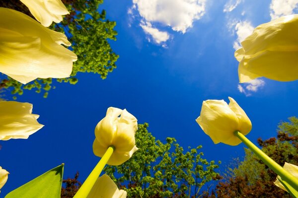 Bright yellow tulips and blue sky