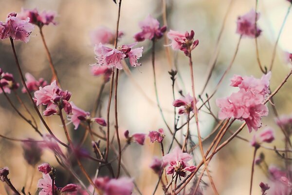 Kleine rosa Blüten an dünnen Stielen