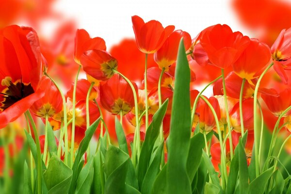 The image of blooming tulips with green leaves