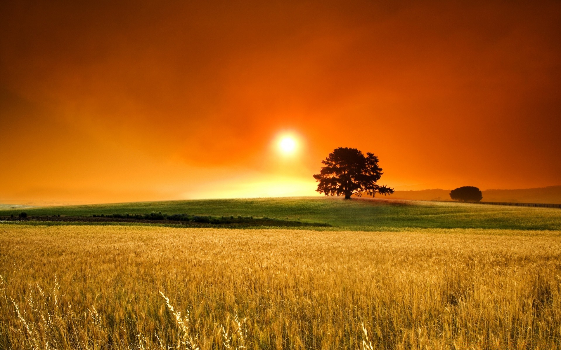 summer sunset wheat rural sun cereal dawn countryside pasture field farmland corn agriculture landscape nature crop fair weather gold farm sky