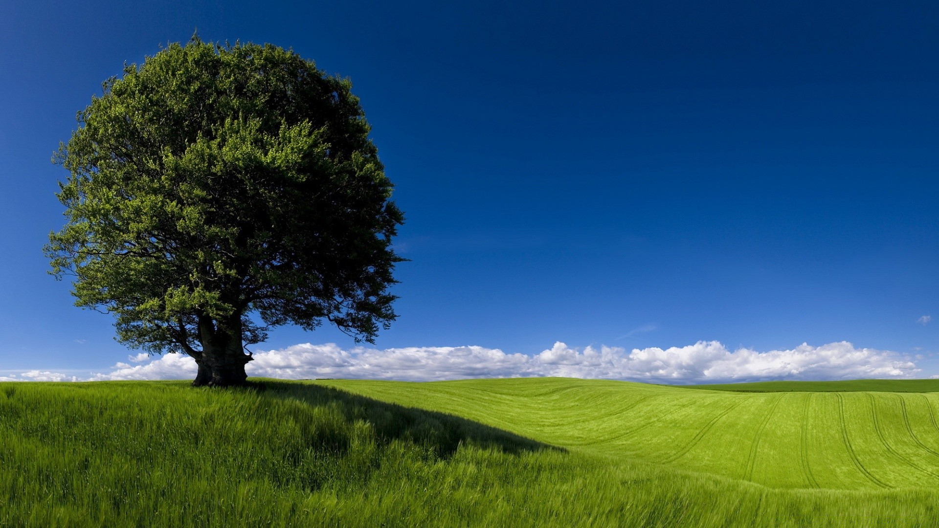 summer grass landscape nature sky countryside outdoors tree field rural sun hayfield growth pasture dawn fair weather idyllic cropland agriculture