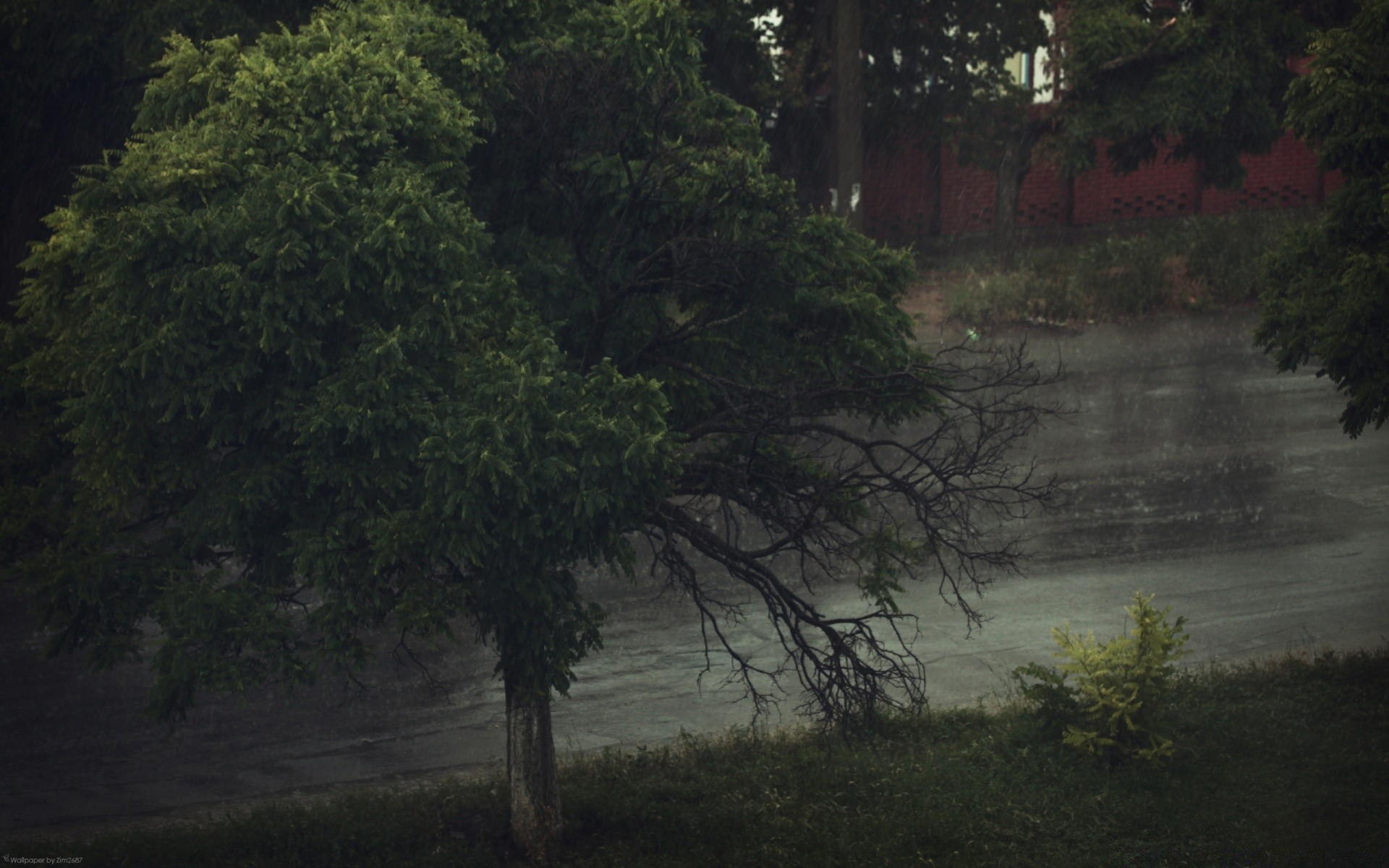 літо дерево деревини пейзаж води на відкритому повітрі природа подорожі дощ туман лист річка світло середовища світанок тропічний ліс ввечері хвойні